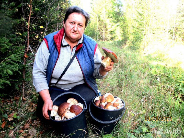 Грибы лисички