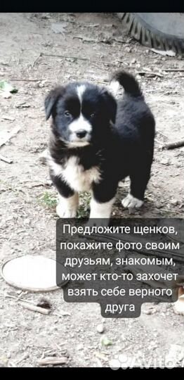 Щенки дворняжки