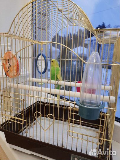 Волнистый попугай с клеткой