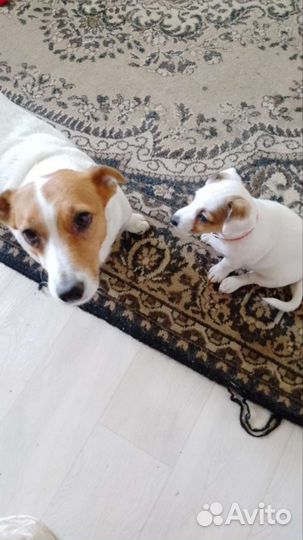 Щенки джек рассел терьер девочка
