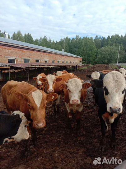 Коровы бычки Телята