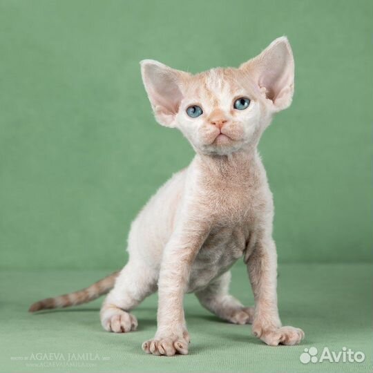 Девон-рекс, г.Москва