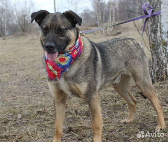 Умный пес Добби