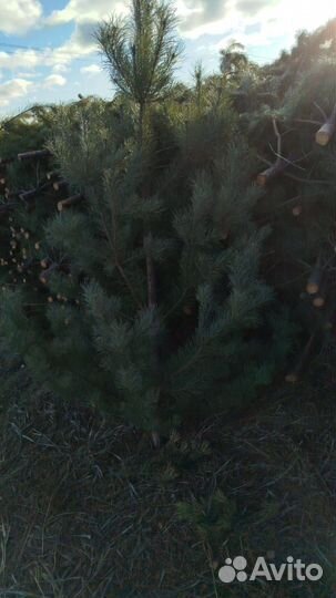 Сосна новогодняя оптом