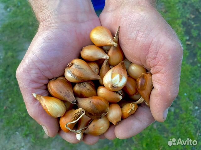 Луковицы Голландских Тюльпанов