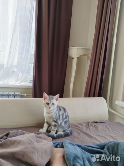 Котенок британский пепельно-серый