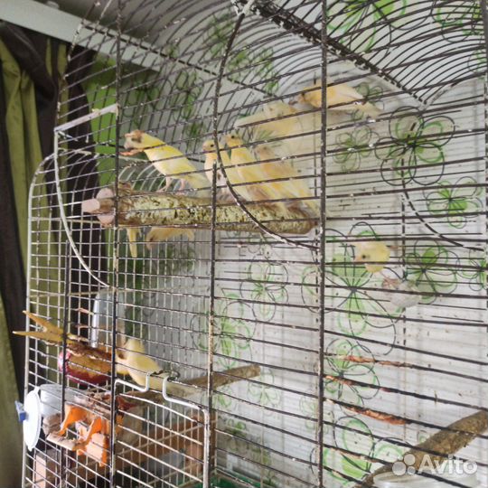 Кенара и канарейки