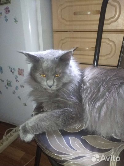 Мейн-кун вязка