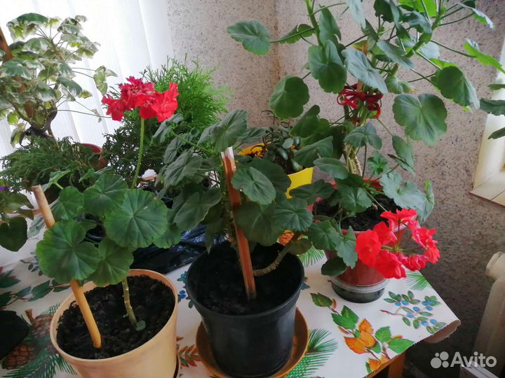 Комнатные цветы стопелия и герань красная