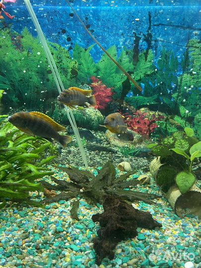 Аквариумные рыбы цихлиды, попугай