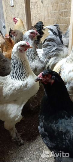 Инкубационное яйцо брама