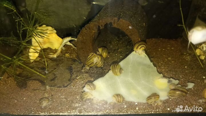 Улитка спикси