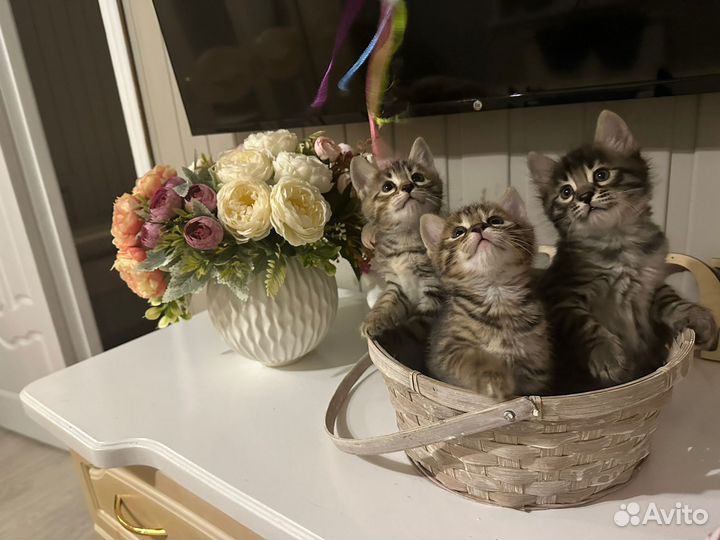 Метис бенгальский