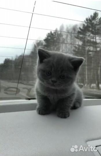 Шикарные бриташки