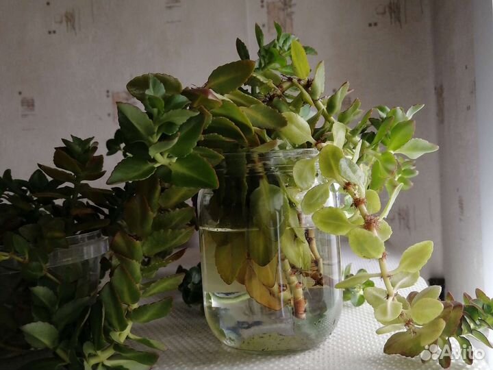 Отростки каланхоэ