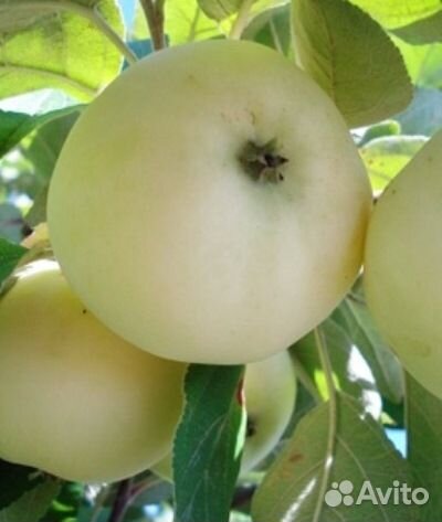 Саженцы яблони высокоурожайные