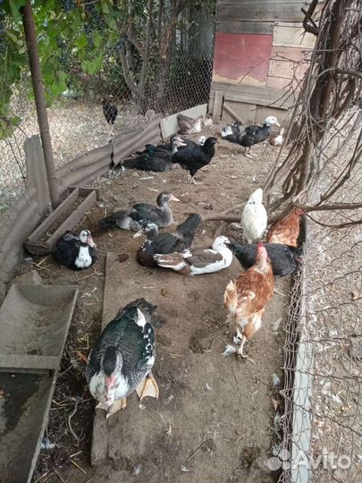 Мускусные утки и подсадные