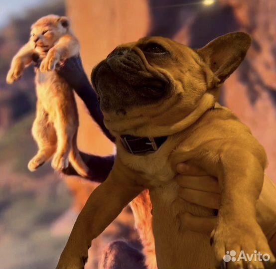 Случка француз