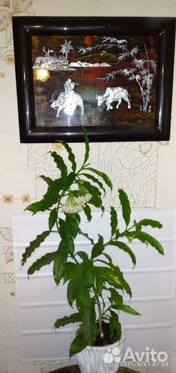 Хойя постоянной осени и калорита весны