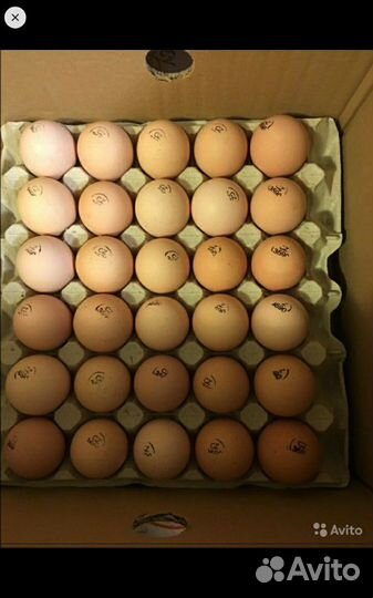 Бройлерные цыплята суточные опт и в розн