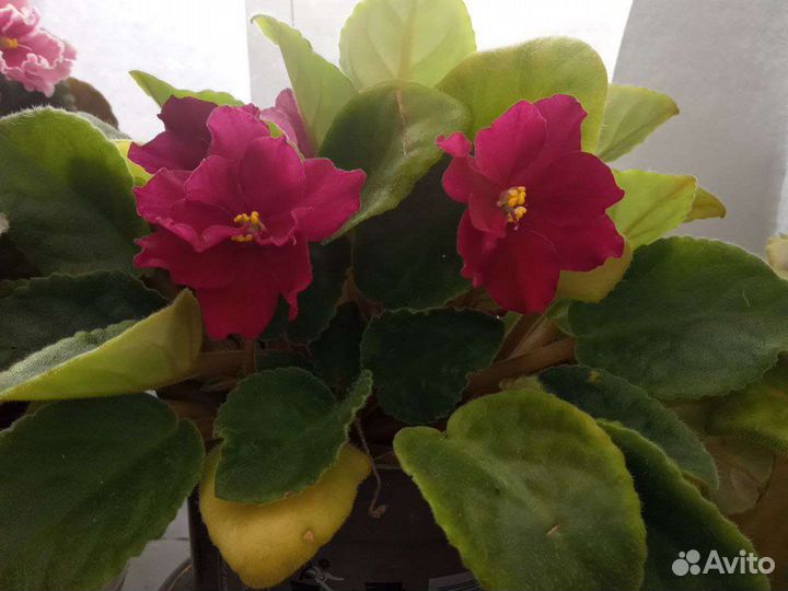 Отдам фиалки