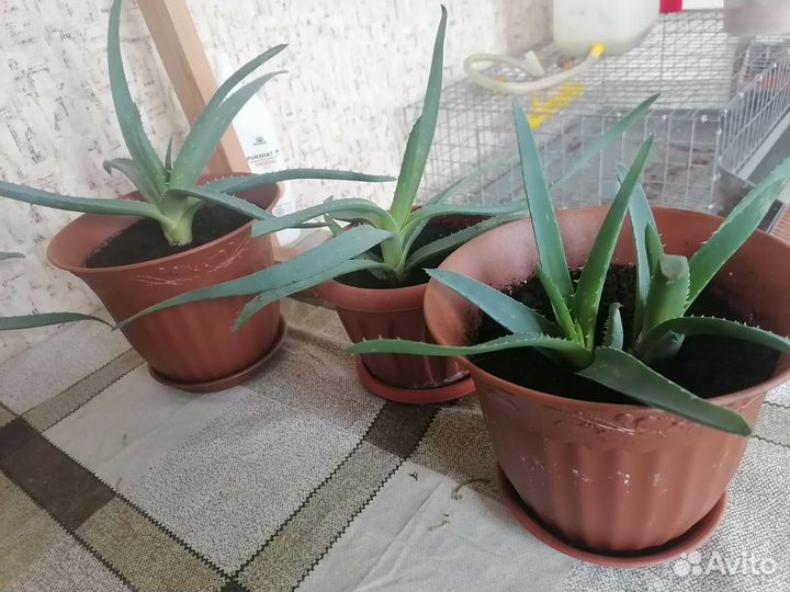 Алое вера лечебный