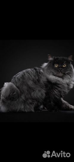 Курильский бобтейл вязка