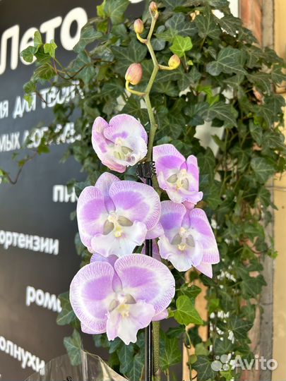 Орхидея фаленопсис