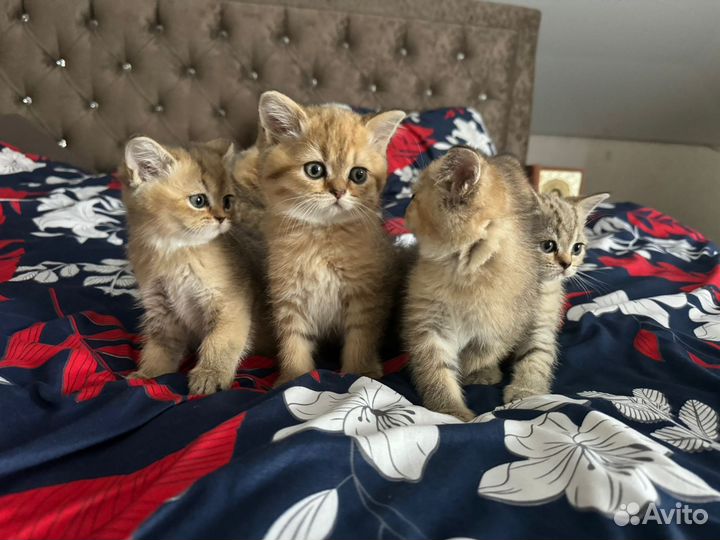 Шотландские котята