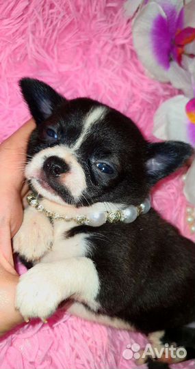 Кукольные прекрасные минюшечки в кармашек,доставка