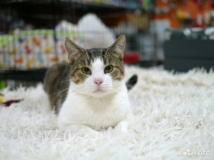 Котик Урчик в добрые руки