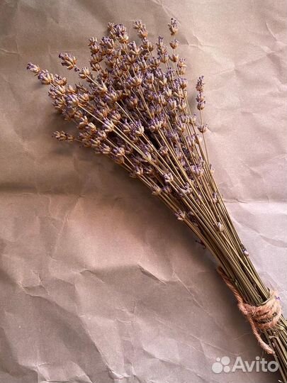 Лаванда сухоцвет