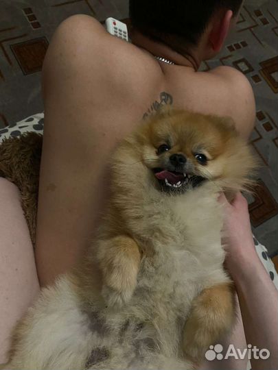 Немецкий шпиц