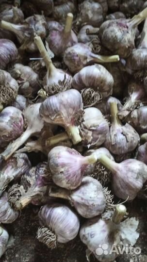 Кабачки помидоры огурцы