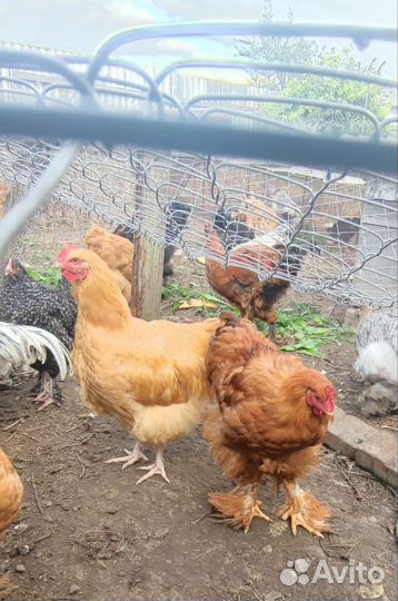Куры и петухи брама, кохинхин, орпингтоны и пр