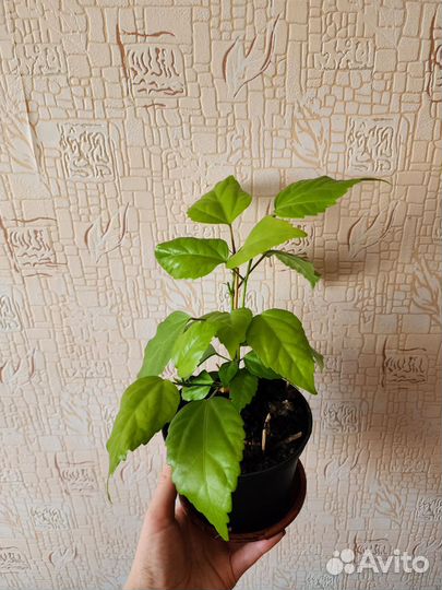 Гибискус (китайская роза)