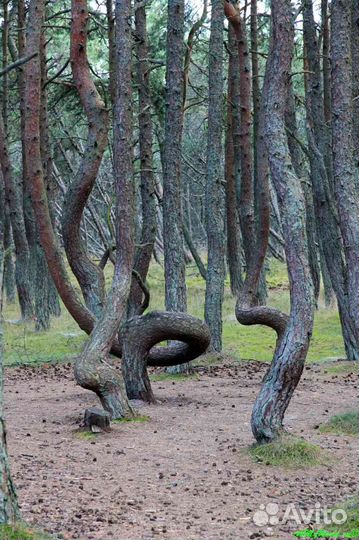 Гид Калининград и обл. Персональные экскурсии