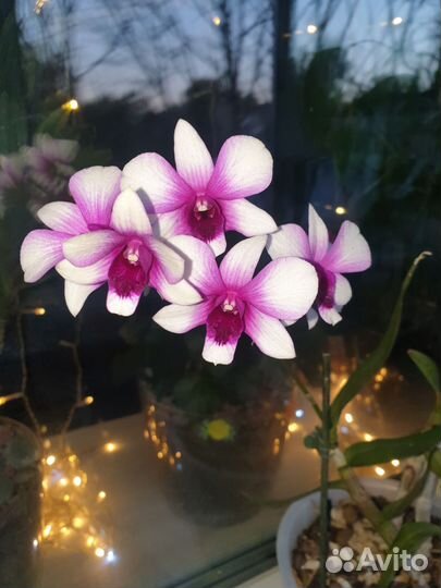 Дендробиум Polar Fire