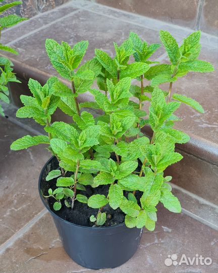 Мята садовая