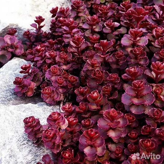 Очиток Кровь Дракона Седум