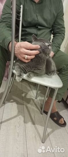 Британский кот вязка