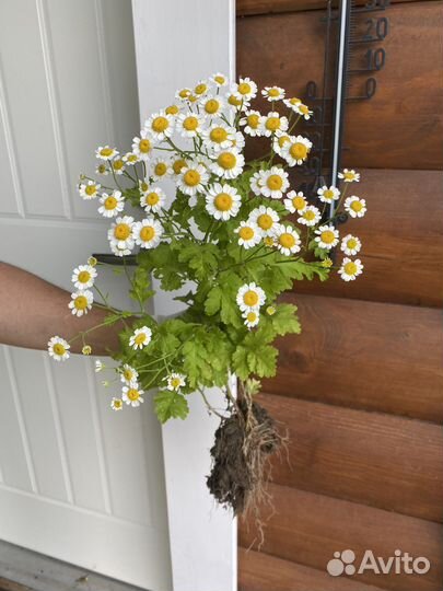 Пиретрум. Многолетняя ромашка