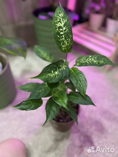 Диффенбахия