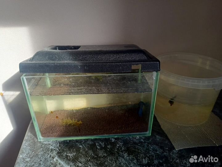 Аквариум с рыбками
