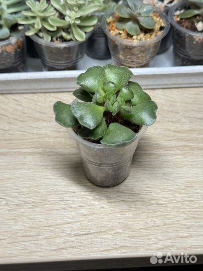 Адромискус