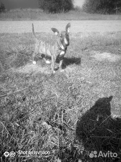 Бультерьер