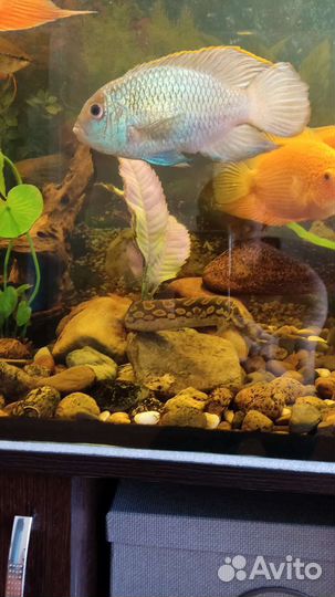 Мастацембел 3 года. 30 см