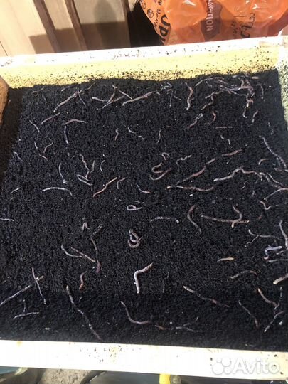 Черви дендробена