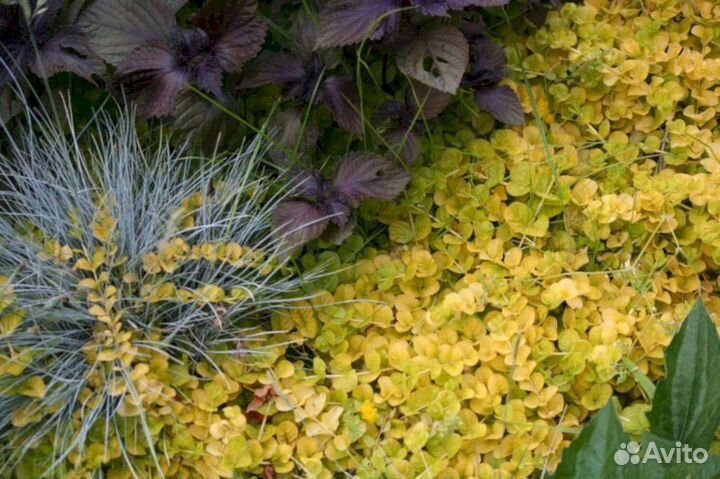 Вербейник монетчатый ауреа