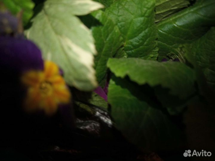 Примула, цветы многолетники